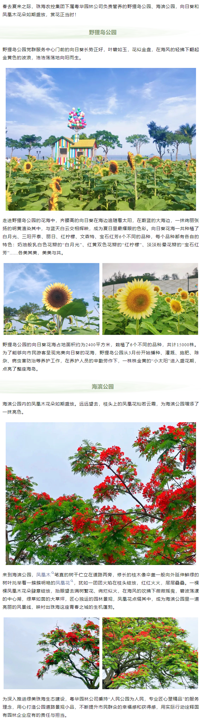 鳳凰花開 向陽而生  走！到市屬公園賞花去.png